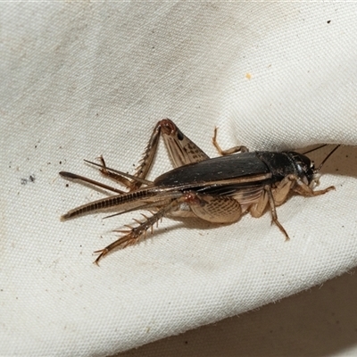 Lepidogryllus sp. (genus) (A cricket) at Higgins, ACT - 28 Feb 2025 by AlisonMilton