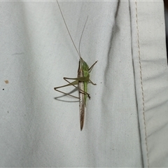 Unidentified Cricket (several families) at Higgins, ACT - 28 Feb 2025 by AlisonMilton