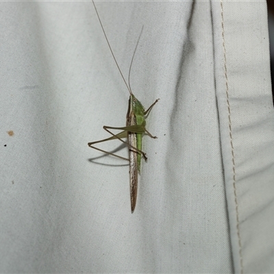 Unidentified Cricket (several families) at Higgins, ACT - 28 Feb 2025 by AlisonMilton