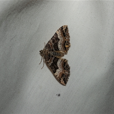 Chrysolarentia lucidulata (Lucid Carpet) at Higgins, ACT - 25 Feb 2025 by AlisonMilton