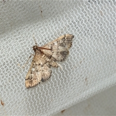 Nacoleia rhoeoalis (Spilomelinae) at Higgins, ACT - 25 Feb 2025 by AlisonMilton