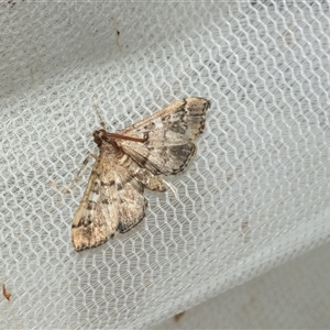 Nacoleia rhoeoalis at Higgins, ACT - 25 Feb 2025 07:56 AM