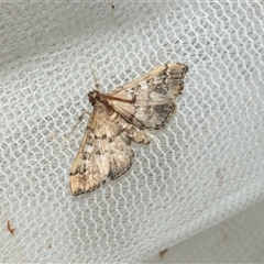 Nacoleia rhoeoalis at Higgins, ACT - 25 Feb 2025 07:56 AM