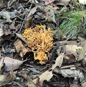 Ramaria anziana at Paddys River, ACT - 17 Feb 2025 by georgieka