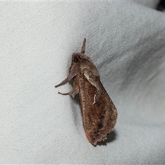 Elhamma australasiae (A Swift or Ghost moth (Hepialidae)) at Higgins, ACT - 27 Feb 2025 by AlisonMilton