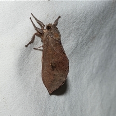 Elhamma australasiae (A Swift or Ghost moth (Hepialidae)) at Higgins, ACT - 27 Feb 2025 by AlisonMilton