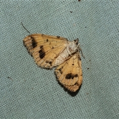 Chrysolarentia lucidulata (Lucid Carpet) at Higgins, ACT - 28 Feb 2025 by AlisonMilton