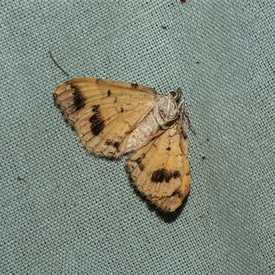 Chrysolarentia lucidulata (Lucid Carpet) at Higgins, ACT - 28 Feb 2025 by AlisonMilton