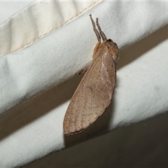 Elhamma australasiae (A Swift or Ghost moth (Hepialidae)) at Higgins, ACT - 28 Feb 2025 by AlisonMilton