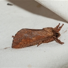 Elhamma australasiae (A Swift or Ghost moth (Hepialidae)) at Higgins, ACT - 28 Feb 2025 by AlisonMilton