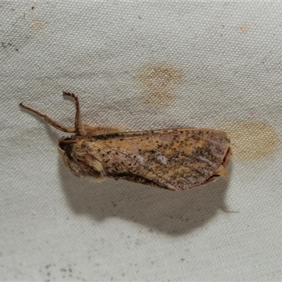 Elhamma australasiae (A Swift or Ghost moth (Hepialidae)) at Higgins, ACT - 28 Feb 2025 by AlisonMilton