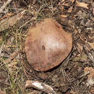 Unidentified Cap on a stem; none of the above at Higgins, ACT - 28 Feb 2025 by AlisonMilton