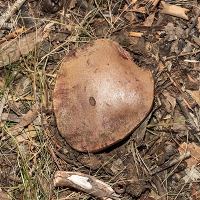 Unidentified Cap on a stem; none of the above at Higgins, ACT - 28 Feb 2025 by AlisonMilton