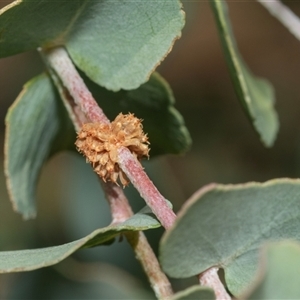 Paropsis atomaria (Eucalyptus leaf beetle) at Higgins, ACT - 28 Feb 2025 by AlisonMilton