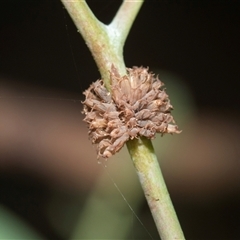 Paropsis atomaria (Eucalyptus leaf beetle) at Higgins, ACT - 28 Feb 2025 by AlisonMilton