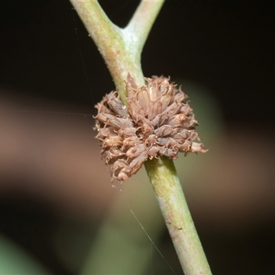 Paropsis atomaria (Eucalyptus leaf beetle) at Higgins, ACT - 28 Feb 2025 by AlisonMilton