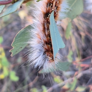 Anthela varia at Bungendore, NSW - Yesterday 06:55 PM