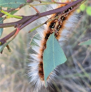 Anthela varia at Bungendore, NSW - Yesterday 06:55 PM