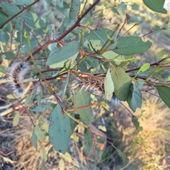 Anthela varia at Bungendore, NSW - Yesterday 06:55 PM