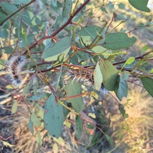 Anthela varia at Bungendore, NSW - Yesterday 06:55 PM