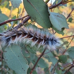 Anthela varia at Bungendore, NSW - Yesterday 06:55 PM