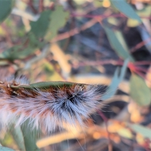 Anthela varia at Bungendore, NSW - Yesterday 06:55 PM