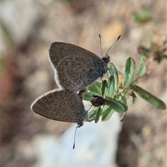 Zizina otis (Common Grass-Blue) at Burra, NSW - 2 Mar 2025 by clarehoneydove