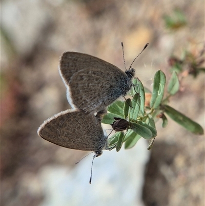 Zizina otis (Common Grass-Blue) at Burra, NSW - 2 Mar 2025 by clarehoneydove