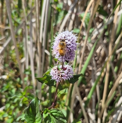 Mentha sp. at Burra, NSW - 2 Mar 2025 by clarehoneydove