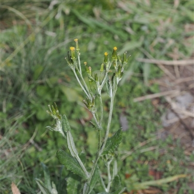 Senecio gunnii (Mountains Fireweed) at Booth, ACT - 3 Mar 2025 by RAllen