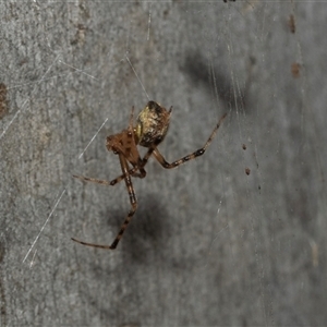 Cryptachaea veruculata (Diamondback comb-footed spider) at Higgins, ACT - 28 Feb 2025 by AlisonMilton