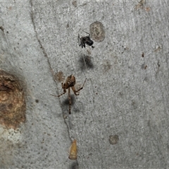 Cryptachaea veruculata at Higgins, ACT - 28 Feb 2025 10:13 AM