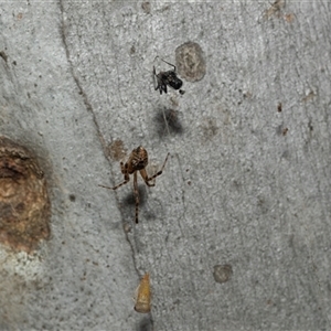 Cryptachaea veruculata at Higgins, ACT - 28 Feb 2025 10:13 AM