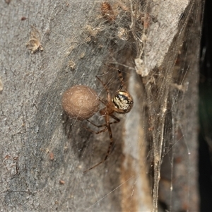 Cryptachaea veruculata at Higgins, ACT - 28 Feb 2025 by AlisonMilton