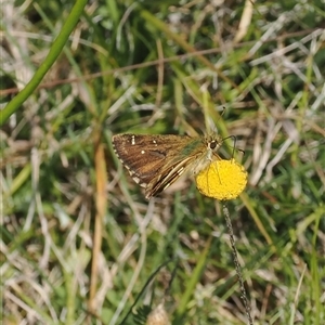 Atkinsia dominula (Two-brand grass-skipper) at Booth, ACT - 3 Mar 2025 by RAllen