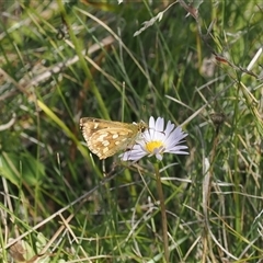 Atkinsia dominula at Booth, ACT - suppressed