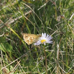 Atkinsia dominula at Booth, ACT - suppressed