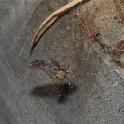 Cryptachaea veruculata (Diamondback comb-footed spider) at Higgins, ACT - 28 Feb 2025 by AlisonMilton