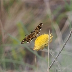 Hesperilla munionga (Alpine Sedge-Skipper) at Booth, ACT - 3 Mar 2025 by RAllen