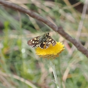 Hesperilla munionga at Booth, ACT - 3 Mar 2025 03:53 PM