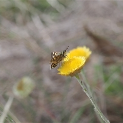 Hesperilla munionga at Booth, ACT - 3 Mar 2025 03:53 PM