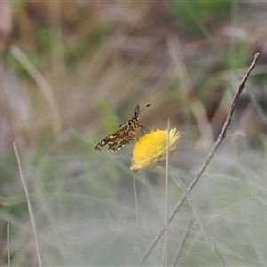 Hesperilla munionga at Booth, ACT - 3 Mar 2025 03:53 PM