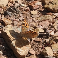 Junonia villida (Meadow Argus) at Mount Clear, ACT - 3 Mar 2025 by RAllen