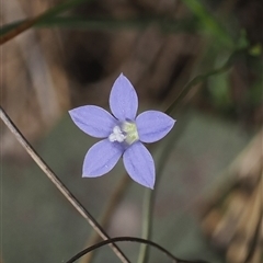 Wahlenbergia sp. (Bluebell) at Mount Clear, ACT - 3 Mar 2025 by RAllen