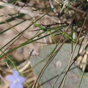 Wahlenbergia sp. at Mount Clear, ACT - 3 Mar 2025 04:27 PM