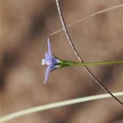 Wahlenbergia sp. at Mount Clear, ACT - 3 Mar 2025 04:27 PM