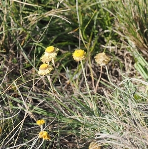 Coronidium monticola (Mountain Button Everlasting) at Mount Clear, ACT - 3 Mar 2025 by RAllen