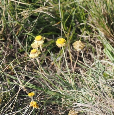 Coronidium monticola at Mount Clear, ACT - 3 Mar 2025 by RAllen