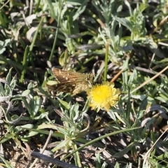 Taractrocera papyria at Mount Clear, ACT - 3 Mar 2025 by RAllen