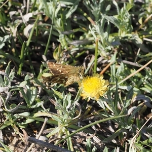 Atkinsia dominula (Two-brand grass-skipper) at Mount Clear, ACT - 3 Mar 2025 by RAllen